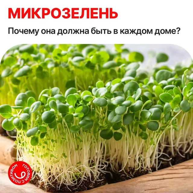 Почему вам нужна микрозелень в рационе?